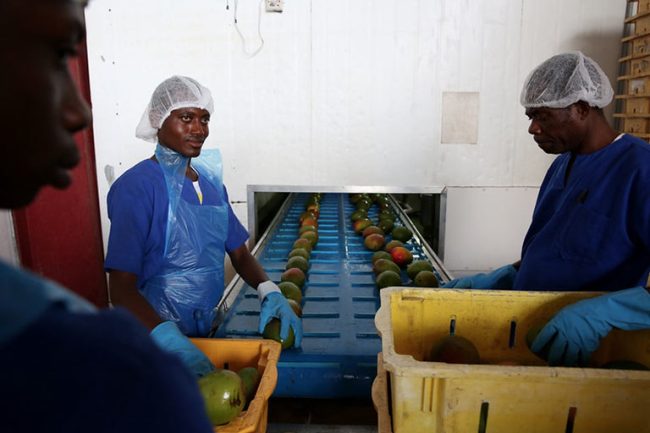 people sorting fruit
