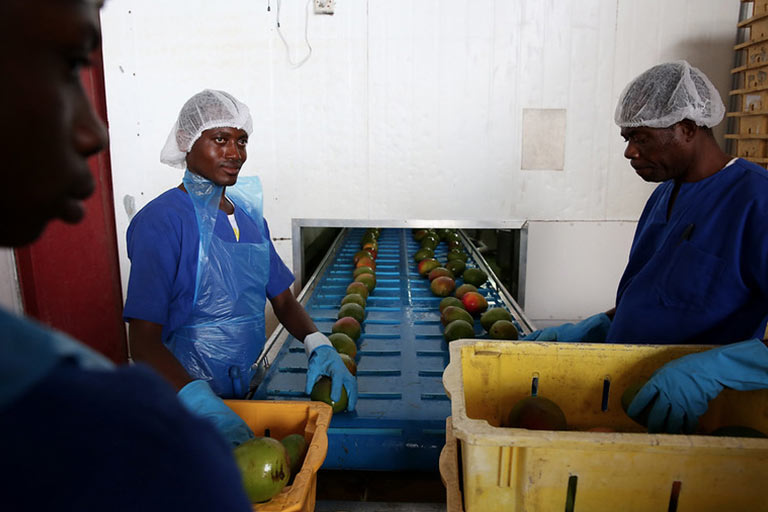 people sorting fruit